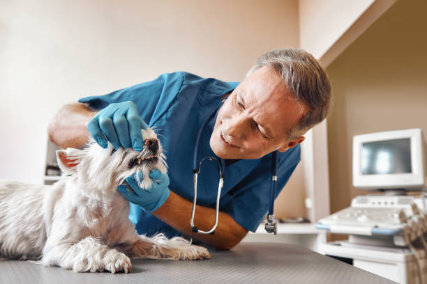 Best Emergency Root Canal Treatment in Peshtigo, WI
